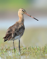 Black-Tailed Godwit