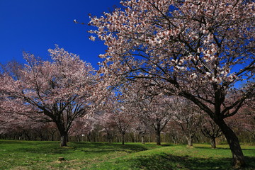 	春の岩手県民の森