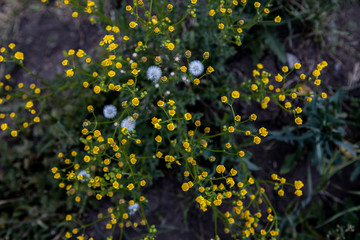 The small yellow flowers. Background with wild plants