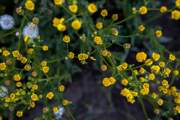 The small yellow flowers. Background with wild plants