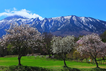 岩手山と桜