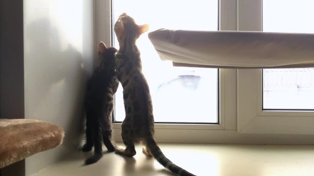Two cute bengal kittens sitting on the windowsill and playing with sunblind