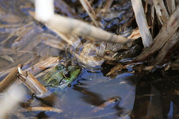 Frosch und Kröte sitzen sich im See gegenüber