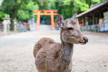 Fototapeta premium A deer in front of the Torii gate of Kasuga Taisha Shrine under the declaration of a state of emergency associated with COVID-19, Nara, Japan on May 13, 2020.