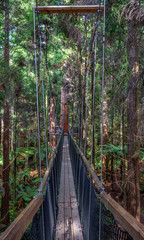 Suspension bridge in the Redwood tree walk forest, Whakarewarewa, Rotorua, New Zealand
