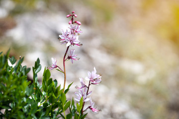 Pink flowers of wild plant Diptam (Dictamnus albus) or Burning Bush, or Fraxinella, or Dittany. Endangered rarity plant