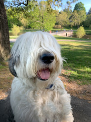 adorable, animal, animals, background, beautiful, big, Boston, breed, closeup, cute, cute dog, dog nose, dog park, dog's nose, dog's tongue, dogs nose, domestic, face, farm, friend, fur, grass, green,