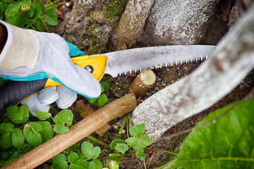 Hands with gloves of gardener doing maintenance work, pruning trees