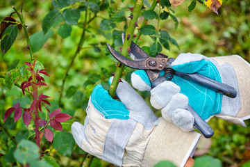 Pruning roses in the garden, gardener's hands with secateurs