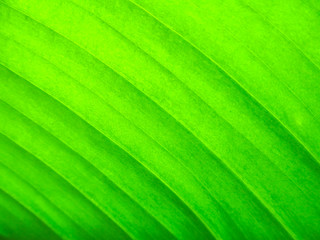 Green leaf closeup. Bright abstract background of texture of a houseplant - Spathiphyllum flower (Peace Lily) with backlit of natural light.