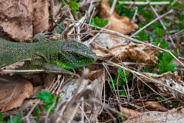 Cute european green lizard close up