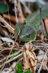 Cute european green lizard crawling through leaves