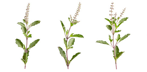 Holy Basil,Ocimum sanctum isolate on white background