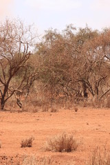 tree in the desert