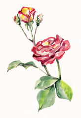 Obraz premium Pink rose painting in watercolor on white background. Illustration for card.