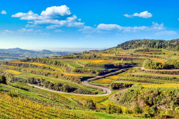 Fototapeta na wymiar Curved road in terraced vineyards Kaiserstuhl landscape