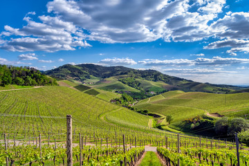 Obraz premium View over green vineyard landscape in summer
