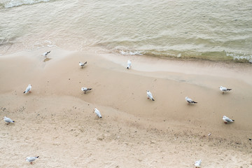 A flock of seagulls walking on the sandy sea coast near water.
