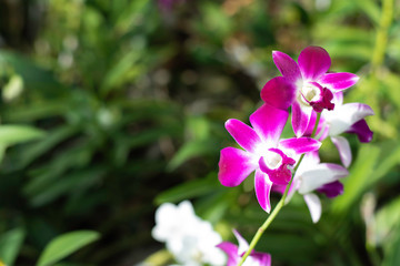 colorful of orchid flower in the jungle