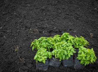 young plant In nursery bags ready to plant in agriculture field