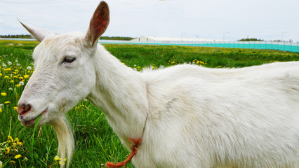 Fototapeta premium White goat lies on a field with yellow, white dandelions and green grass, looking at the camera, large image