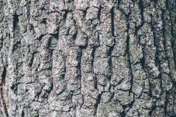 Abstract natural background with tree bark texture. Copyspace.
