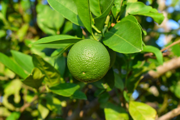 Isolated closeup of living citrus fruit on branch in Rio Grande Valley