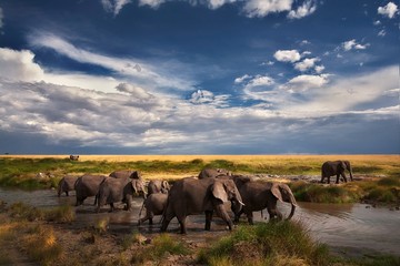 Naklejka na ściany i meble elephants at the river