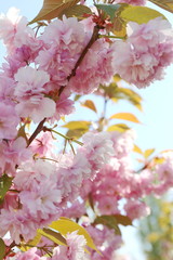 delicate pink blooming sakura flowers