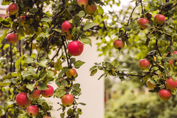 Apple tree with ripe fruits and leaves in autumn