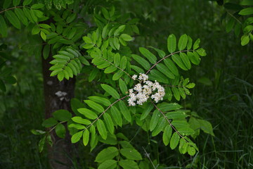 Blooming sorbus close-up. White flowers of mountain ash.