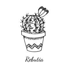 Beautiful rebutia cactus with blooming flower in pot isolated on white background. Vector hand drawn illustration in sketch doodle style. Concept of home plant, decoration, exotic, flora, houseplant.