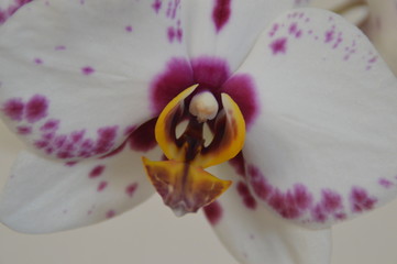 Orchidee Nah