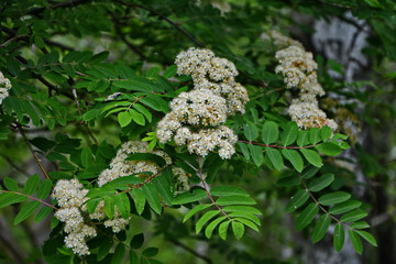 Blooming sorbus close-up. White flowers of mountain ash. © wiha3