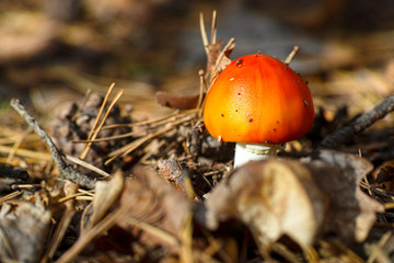 Small amanita mushroom in the autumn forest.