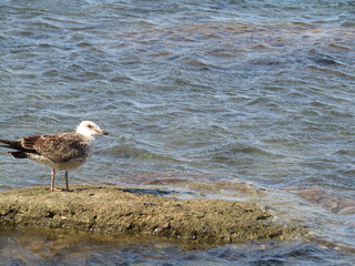 seagull on the beach