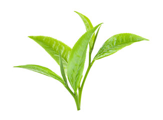 green tea leaf on white background