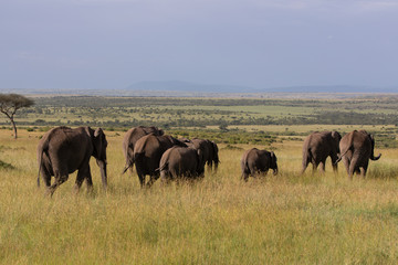 Fototapeta na wymiar Safari in Kenya. Elephants family in Masai Mara Park