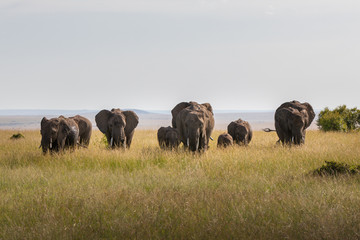 Safari in Kenya. Elephants family in Masai Mara Park