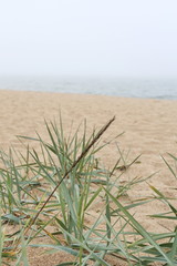 sandy beach with green grass near the shore of a foggy sea