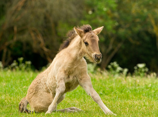 Naklejka na ściany i meble A pretty and cute dun horse foal of an Icelandic horse is trying to get up from the green meadow, very clumsy