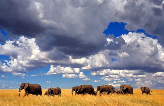 herd of elephants in the savannah
