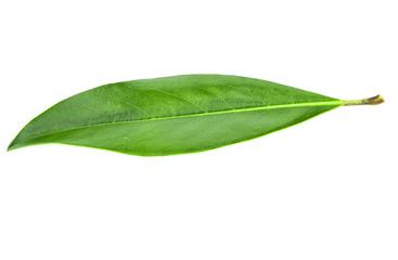 Fototapeta na wymiar Green leaf isolated on white background. Spring nature concept