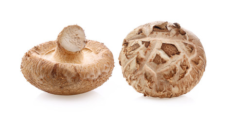 Shiitake mushrooms on white background