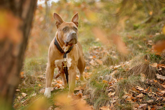 A brown staford standing in the woods looking into the distance