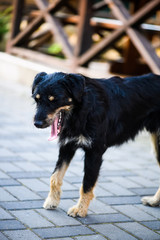 Homeless and hungry dog abandoned on the streets