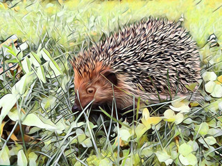 Hedgehog. Watercolor Illustration.