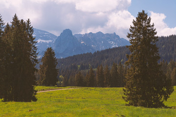 Bergmassiv mit Wald und Almwiese im Vordergrund