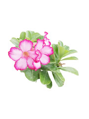 Fototapeta na wymiar pink flowers isolated on the background white
