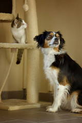 Three-colored dog with cat sitting side by side and looking sideways